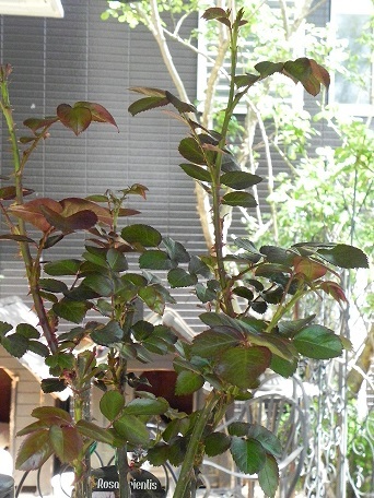 c0152002_18412771.jpg