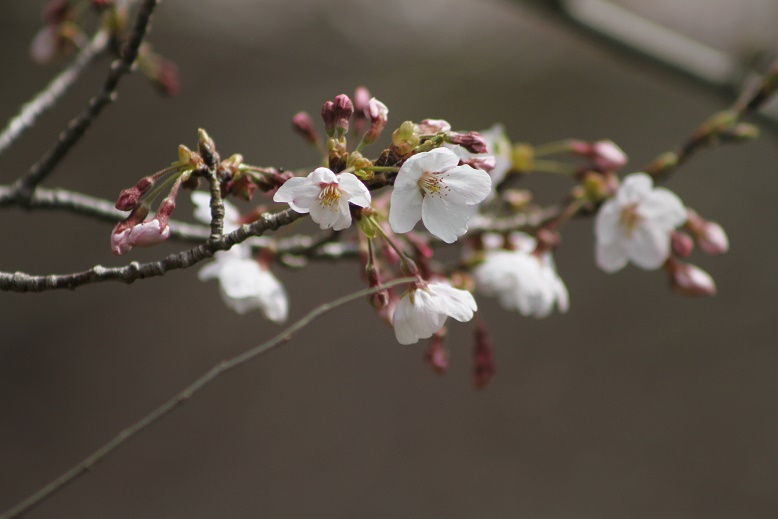 葉が出る前に花が咲くソメイヨシノ 神戸布引ハーブ園 ハーブガイド ハーブ花ごよみ