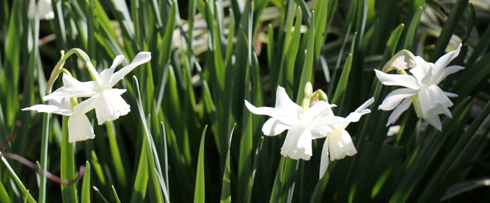 キラキラ輝く朝に　ハナミズキ花壇_a0123003_2273997.jpg