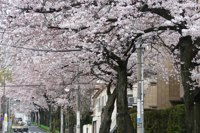 桜2016_f0135006_1212162.jpg