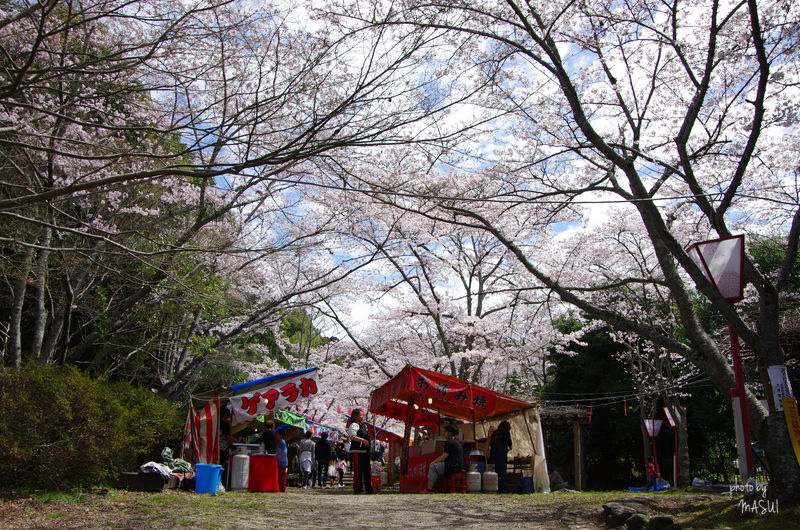 天理市　石上神宮の「桜」は見ごろ！_d0342307_22242188.jpg