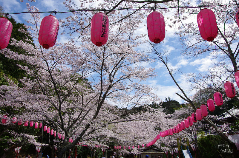 天理市　石上神宮の「桜」は見ごろ！_d0342307_22244262.jpg