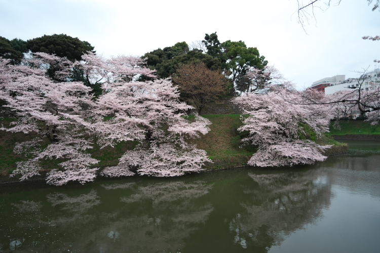 千鳥ヶ淵の桜2_a0263109_20252223.jpg