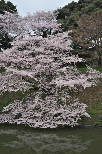 千鳥ヶ淵の桜2_a0263109_20252997.jpg