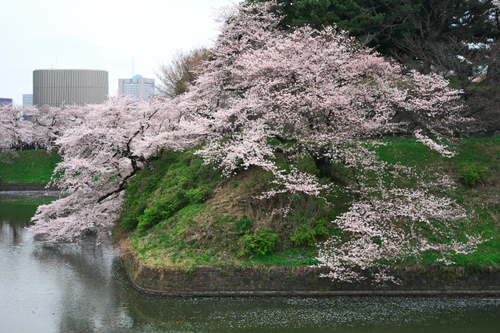 千鳥ヶ淵の桜2_a0263109_20261861.jpg