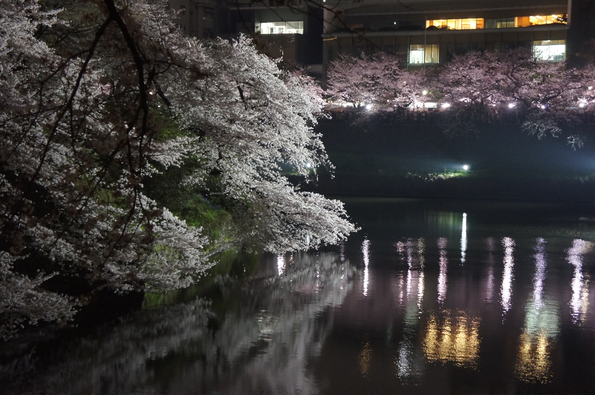 夜桜めぐり_b0112909_1215370.jpg