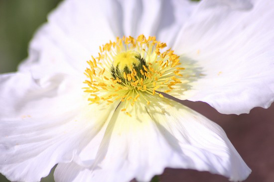 ポピーと、続：昭和記念公園の花_e0255509_204726.jpg