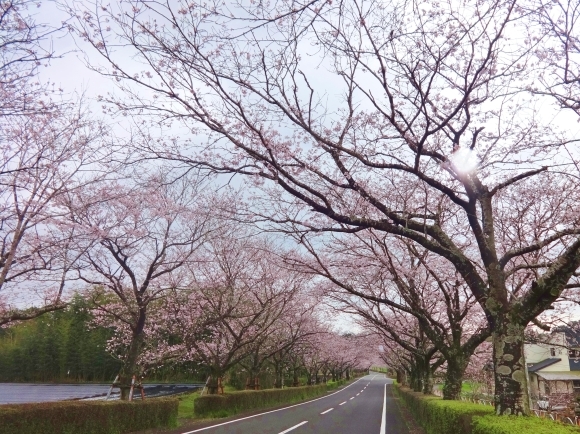 観音池の桜_e0352610_16515653.jpg