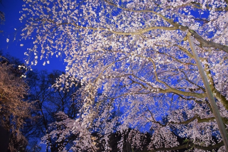 魅せられて･･･六義園の夜桜_a0354912_06172058.jpg