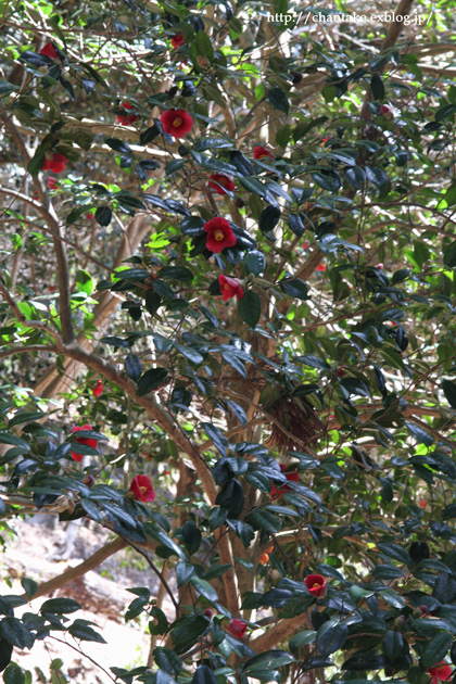 c0189013_6123198.jpg