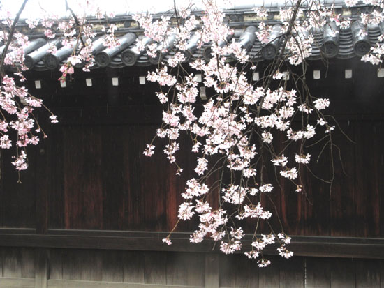 16桜だより21　妙覚寺と水火天満宮　しだれ_e0048413_21272228.jpg