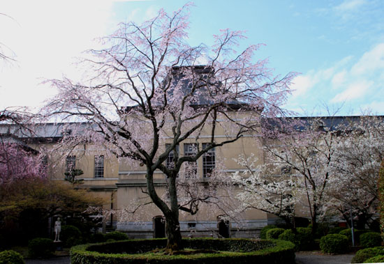 16桜だより22　京都府庁中庭_e0048413_21473682.jpg