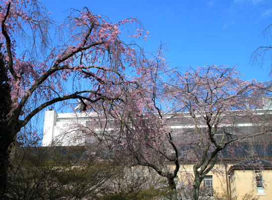 16桜だより22　京都府庁中庭_e0048413_21481412.jpg