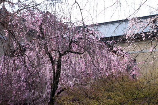 16桜だより22　京都府庁中庭_e0048413_2148167.jpg