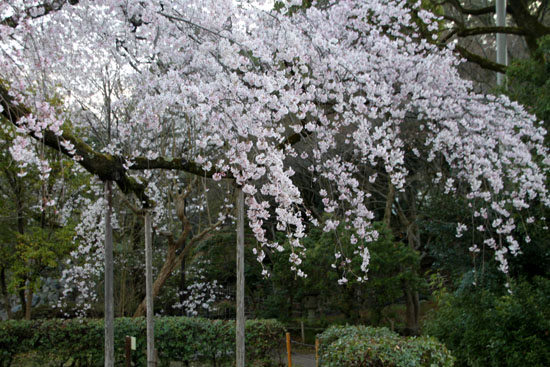 16さくら便り23 円山公園_e0048413_22194988.jpg