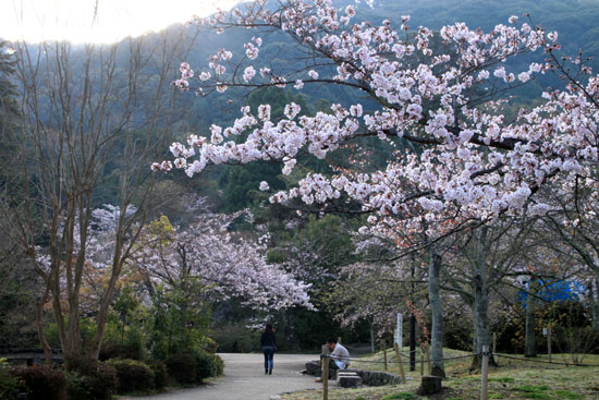 16さくら便り23 円山公園_e0048413_22202823.jpg