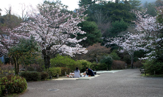 16さくら便り23 円山公園_e0048413_22204462.jpg