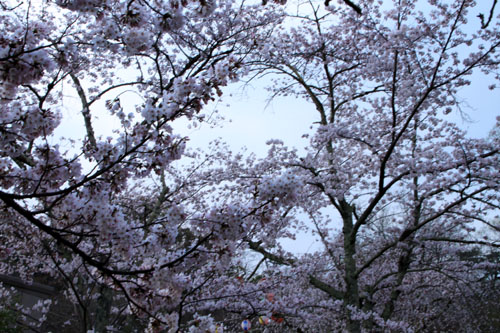 16さくら便り23 円山公園_e0048413_22205819.jpg