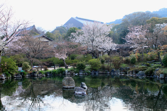 16さくら便り23 円山公園_e0048413_22211296.jpg
