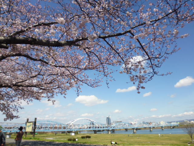 大阪は桜の季節　１_e0097114_13450909.jpg