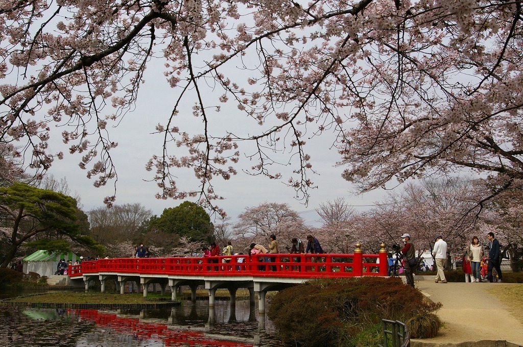 岩槻公園の桜_e0175614_16415949.jpg