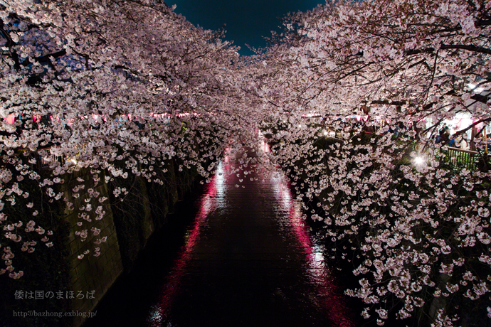 夜桜_d0116616_20464455.jpg