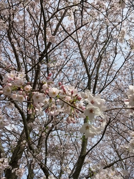 桜が満開になりました！_f0224320_13262887.jpg