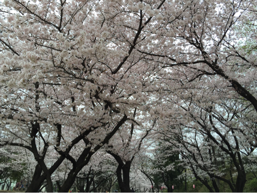 与野公園 桜_b0071624_16044113.jpg