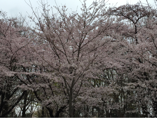 与野公園 桜_b0071624_16044259.jpg