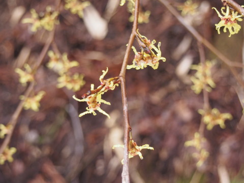b0147224_11403886.jpg