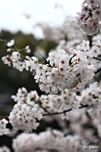 SAKURA *_c0114924_15395430.jpg