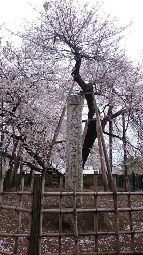 日本５大桜「石戸蒲サクラ」_f0165126_21051748.jpg