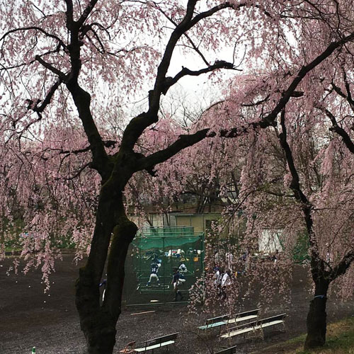 東大へ，桜パトロール。_a0026127_1640781.jpg