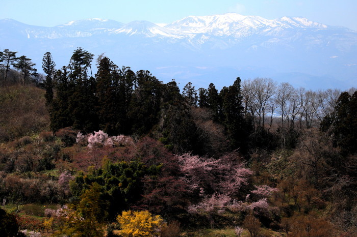 福島市渡利 「花見山の花」　②_d0106628_06010329.jpg