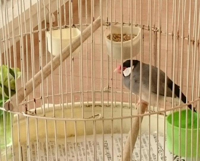 今朝の文鳥_b0203030_08540189.jpg