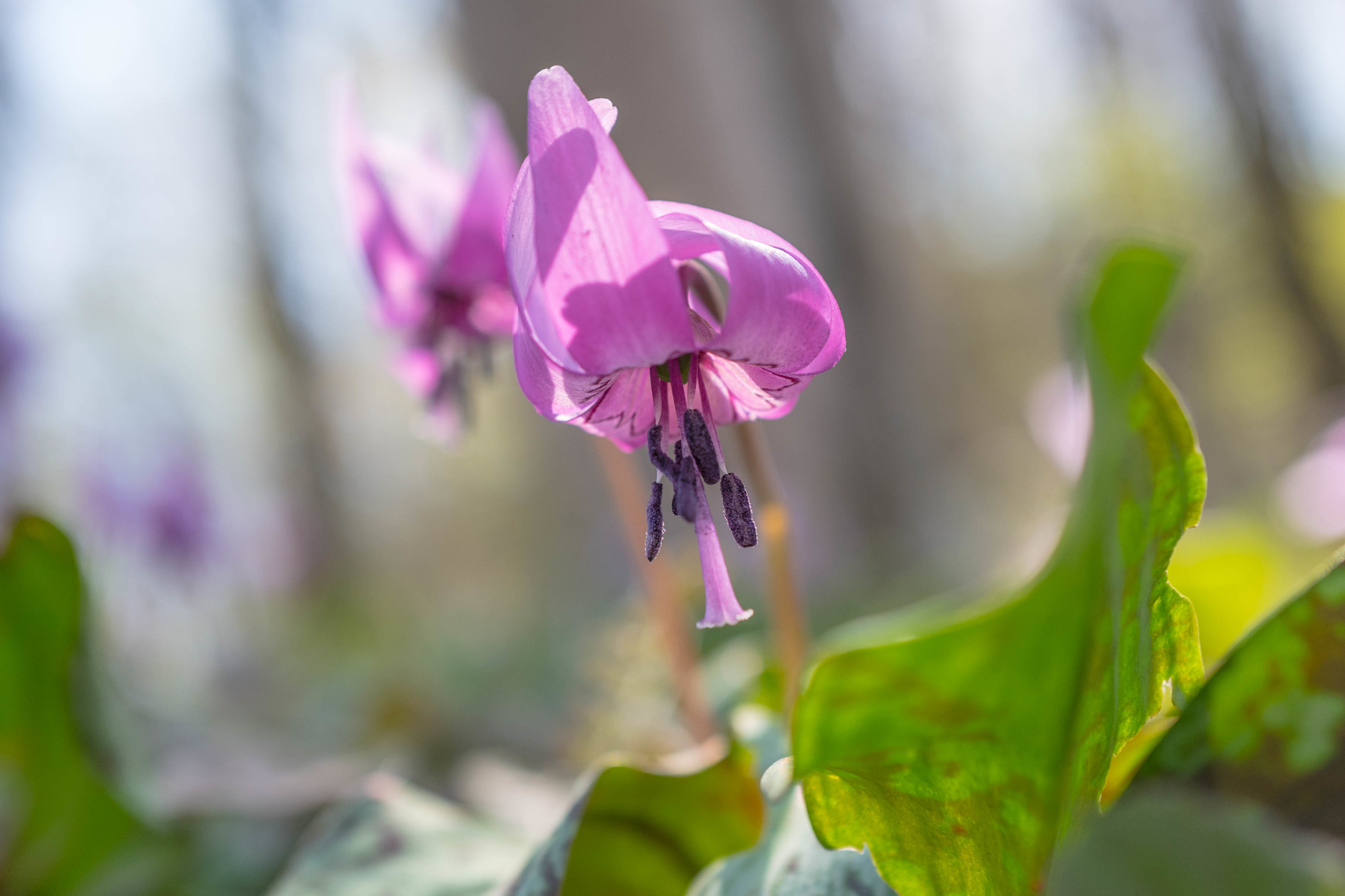 Purple　　・・・かたくり・・・春の色合い・・・_f0333031_04504833.jpg