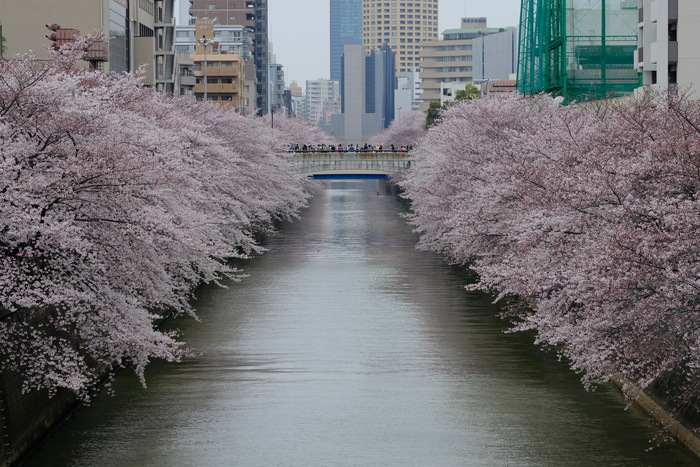 sakura2016　目黒川_b0222234_20462379.jpg