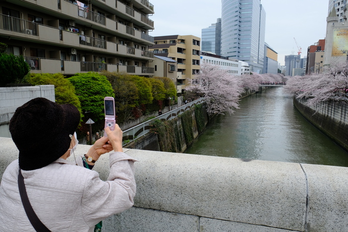 sakura2016　目黒川_b0222234_2103919.jpg