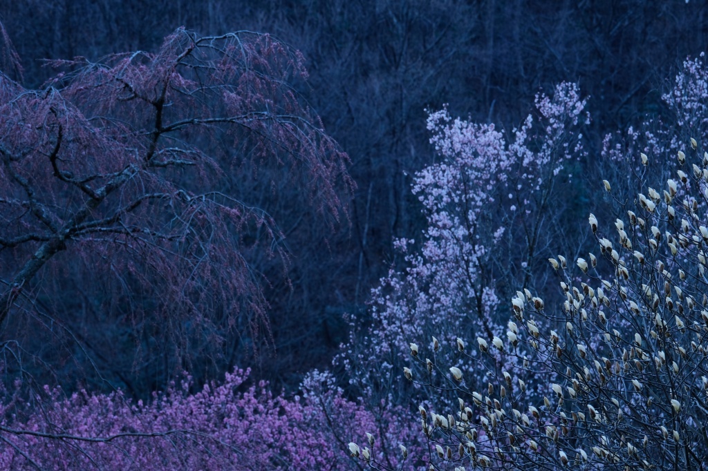 又兵衛桜　再見４_f0050534_09155154.jpg