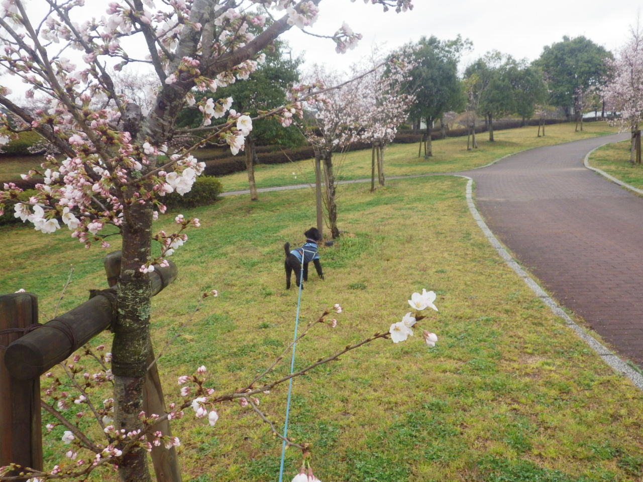 三次は桜が見頃でした。_c0300035_8583528.jpg