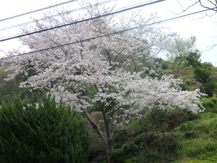 桜満開_a0054240_2210238.jpg