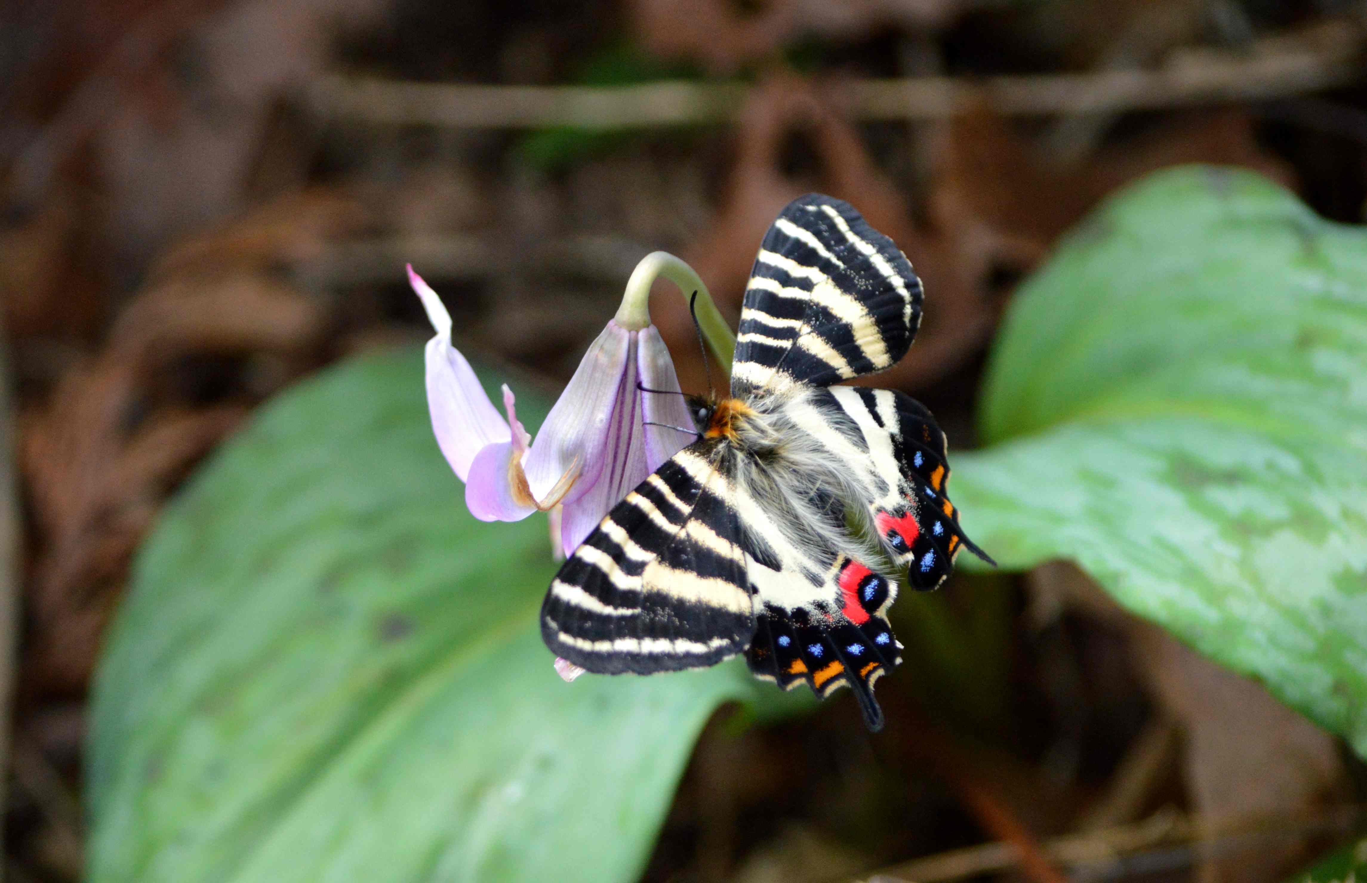 ギフチョウ 4月2日 岐阜県にて_d0254540_1632288.jpg