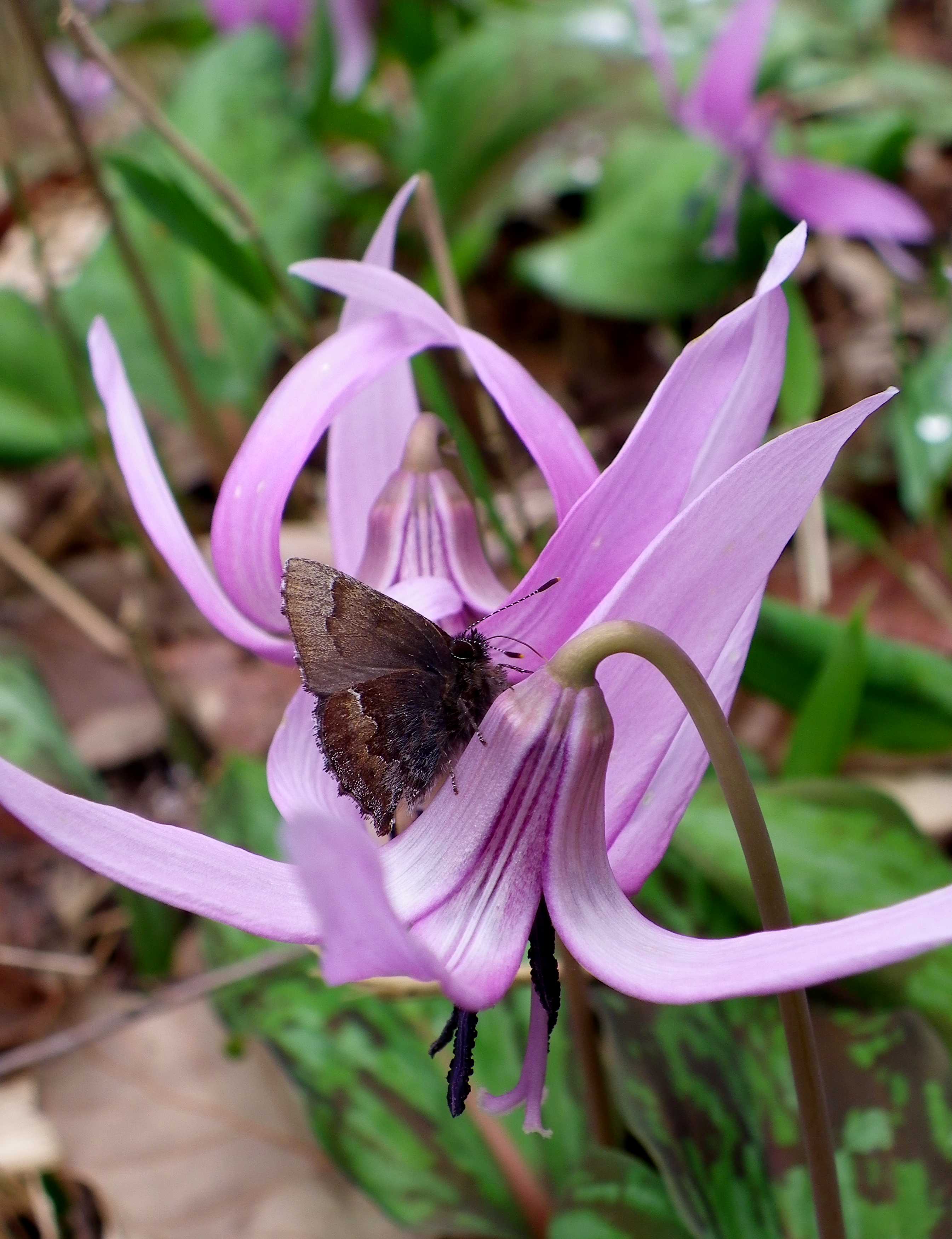ギフチョウ 4月2日 岐阜県にて_d0254540_168599.jpg