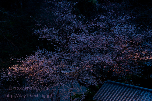 父の桜_a0323742_21161368.jpg