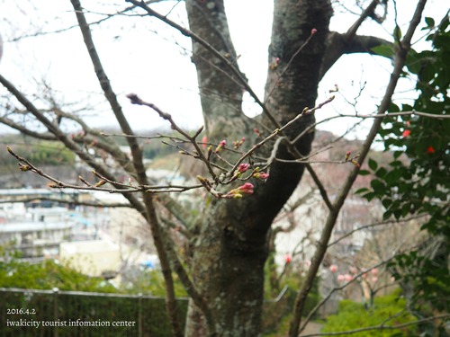 御幸山公園のソメイヨシノ　［平成28年4月2日（土）更新］_f0105342_16365549.jpg