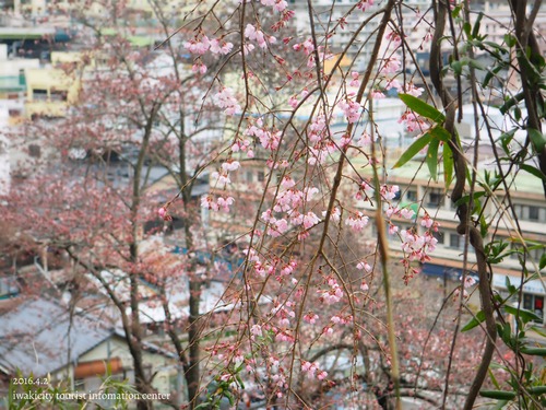 御幸山公園のソメイヨシノ　［平成28年4月2日（土）更新］_f0105342_16371871.jpg