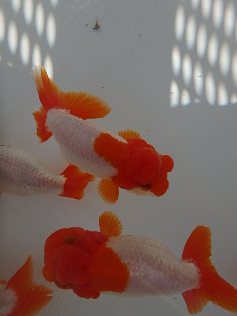 f0334143_814741.jpg