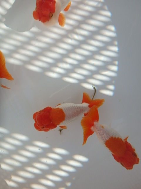 f0334143_8225.jpg