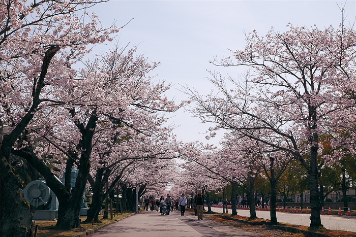 sakura_a0298444_23555232.jpg