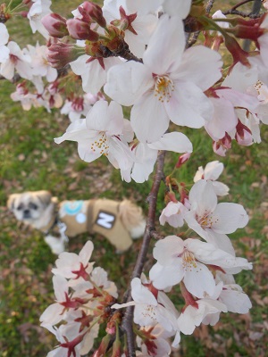 c0261346_22282377.jpg
